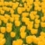 Field of yellow tulips stock photo © dmitry_rukhlenko
