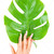 kobiet · ręce · zielony · liść · zdjęcie · biały · kobieta - zdjęcia stock © dolgachov
