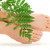 weiblichen · Fuß · green · leaf · Bild · weiß · Frau - stock foto © dolgachov