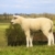 fiatal · bárány · hív · anya · farm · tájkép - stock fotó © duoduo