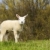 aranyos · bárány · áll · domb · bámul · háttér - stock fotó © duoduo