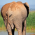 African elephant from behind stock photo © EcoPic