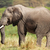 African elephant stock photo © EcoPic