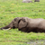 African elephant in marshland stock photo © EcoPic