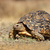 Leopard · tartaruga · montagna · Sudafrica · occhi · testa - foto d'archivio © EcoPic