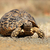 Leopard · tartaruga · montagna · piedi · Sudafrica · occhi - foto d'archivio © EcoPic