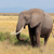 African elephant stock photo © EcoPic