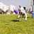 Pitbull Running after Dog Chew Toy stock photo © eldadcarin
