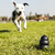 Running to Dog Toy on Park Grass - Monochrome stock photo © eldadcarin