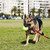 Schäfer · Hund · Tennisball · Park · Fuß · städtischen - stock foto © eldadcarin
