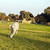 Labrador Fetching Chew Toy in Park stock photo © eldadcarin