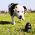 ejecutando · perro · juguete · parque · hierba · negro - foto stock © eldadcarin