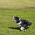 邊境牧羊犬 · 狗 · 跳躍 · 玩具 · 公園 · 球 - 商業照片 © eldadcarin