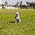 feliz · pitbull · parque · retrato · marrom · branco - foto stock © eldadcarin