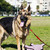Schäfer · Hund · Schweinchen · Spielzeug · Park · stehen - stock foto © eldadcarin