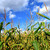 kukorica · mező · farm · növekvő · kék · ég · felhők - stock fotó © elenaphoto