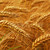 trigo · dourado · crescente · fazenda · campo - foto stock © elenaphoto