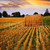 tramonto · farm · campo · fieno · cielo - foto d'archivio © elenaphoto
