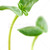 verde · giovani · girasole · impianto · isolato · bianco - foto d'archivio © elenaphoto