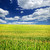 porumb · câmp · agricol · peisaj · mic · scară - imagine de stoc © elenaphoto