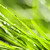 iarba · verde · natural · iarbă · abstract · natură - imagine de stoc © elenaphoto