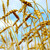 grain · domaine · prêt · récolte · croissant · ferme - photo stock © elenaphoto