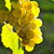 żółty · winogron · rozwój · winorośli · jasne · słońca - zdjęcia stock © elenaphoto