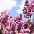 abbondante · fiori · viola · fioritura · tardi - foto d'archivio © elenaphoto