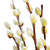 primavera · bichano · salgueiro · isolado · branco - foto stock © elenaphoto