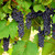 uvas · creciente · vid · frutas · azul - foto stock © elenaphoto