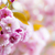 розовый · весны · Cherry · Blossom · цветы · цветения - Сток-фото © elenaphoto