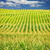 mais · veld · agrarisch · landschap · klein · schaal - stockfoto © elenaphoto