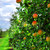pomar · de · macieiras · maduro · maçãs · maçã · árvores - foto stock © elenaphoto