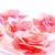 rosa · Rosen · schwimmend · Wasser · weiß · Raum - stock foto © elenaphoto