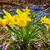Spring wildflowers stock photo © elenaphoto