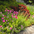 üppigen · Garten · home · Haus · Blüte · Blumen - stock foto © elenaphoto