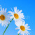 Daisy · kwiaty · niebieski · rząd · jasnoniebieski · niebo - zdjęcia stock © elenaphoto