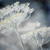 inflorire · macro · iarbă · flori - imagine de stoc © elenaphoto