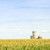 Corn field with silos stock photo © elenaphoto