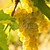 amarillo · uvas · creciente · vid · brillante · sol - foto stock © elenaphoto