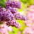 abbondante · fiori · viola · fioritura · tardi - foto d'archivio © elenaphoto