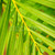 Palm tree leaves  stock photo © elenaphoto
