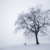 Winter · Baum · Nebel · Park - stock foto © elenaphoto
