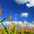 kukorica · mező · farm · növekvő · kék · ég · égbolt - stock fotó © elenaphoto