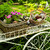 花 · カート · 庭園 · 2 · 夏 · 花 - ストックフォト © elenaphoto