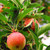 pomar · de · macieiras · maduro · vermelho · maçãs · apple · tree · ramo - foto stock © elenaphoto