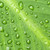 緑色の葉 · 雨滴 · 自然 · 緑 · 工場 · 葉 - ストックフォト © elenaphoto