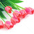 Pink tulips on white stock photo © elenaphoto