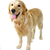 golden · retriever · kutyaeledel · edény · díszállat · kutya · áll - stock fotó © elenaphoto