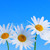 Gänseblümchen · Blumen · blau · Zeile · hellblau · Himmel - stock foto © elenaphoto
